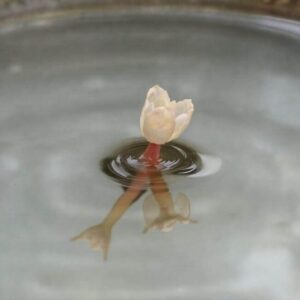 Eukaliptus cytrynowy pielęgnacja w doniczce