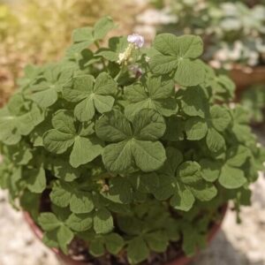 Koniczyna na prezent